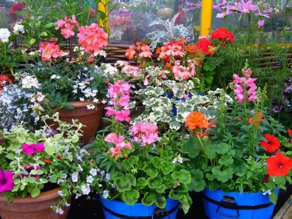 Kolorowe pelargonie, lobelie i inne kwiaty w donicach to świetny pomysł, co posadzić przy tarasie.